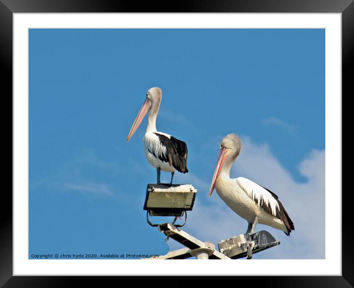 pelicans on mast Framed Mounted Print by chris hyde