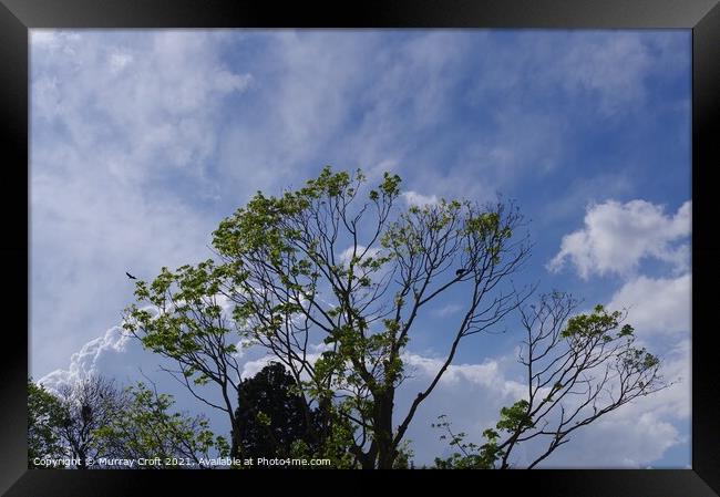 Sycamore & Vibrant May Sky Framed Print by Murray Croft