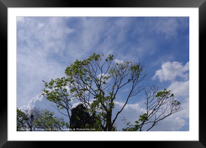 Sycamore & Vibrant May Sky Framed Mounted Print by Murray Croft