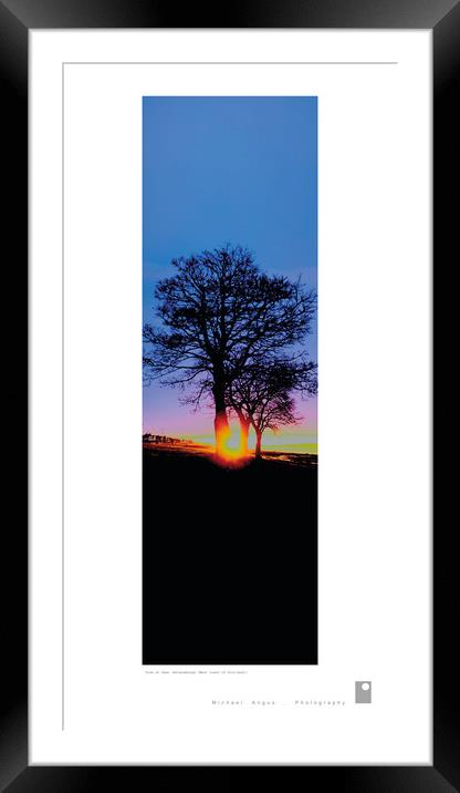 Trees at Dawn (Helensburgh [Scotland]) Framed Mounted Print by Michael Angus