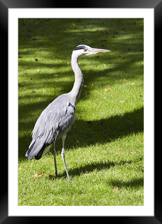 Heron Framed Mounted Print by David French