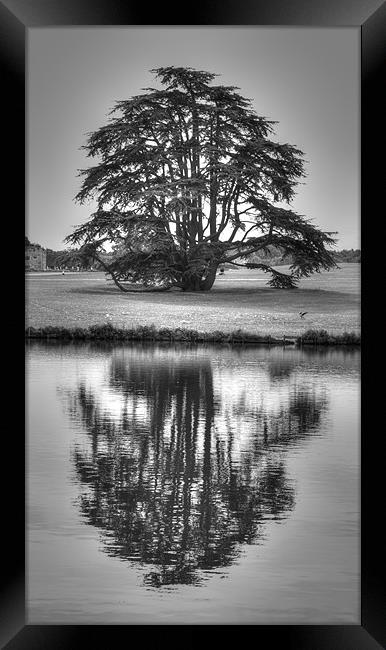 Reflections Tree Framed Print by David French