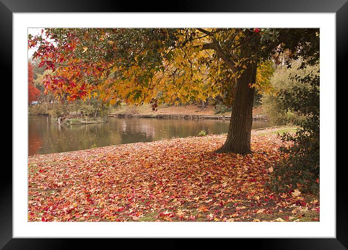 Valence Park  Autumnal Framed Mounted Print by David French