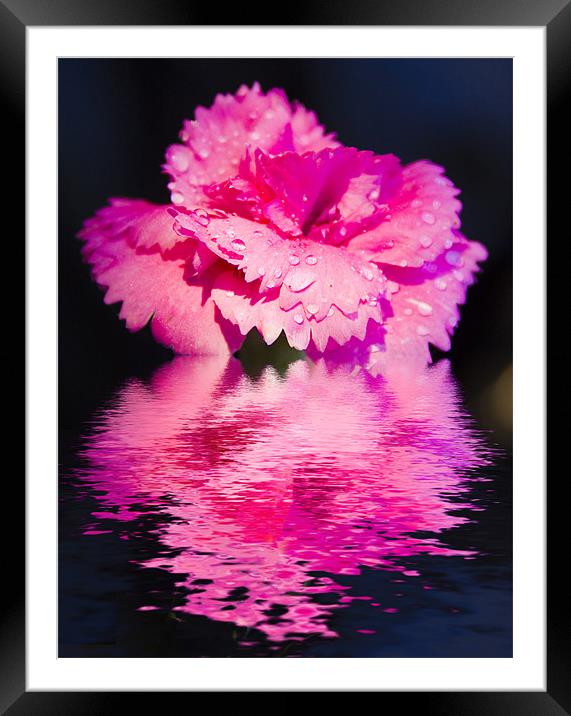 Floral Digital Art Pinks Framed Mounted Print by David French