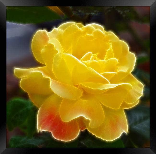 Yellow Rose hint of pink fractals flood Framed Print by David French