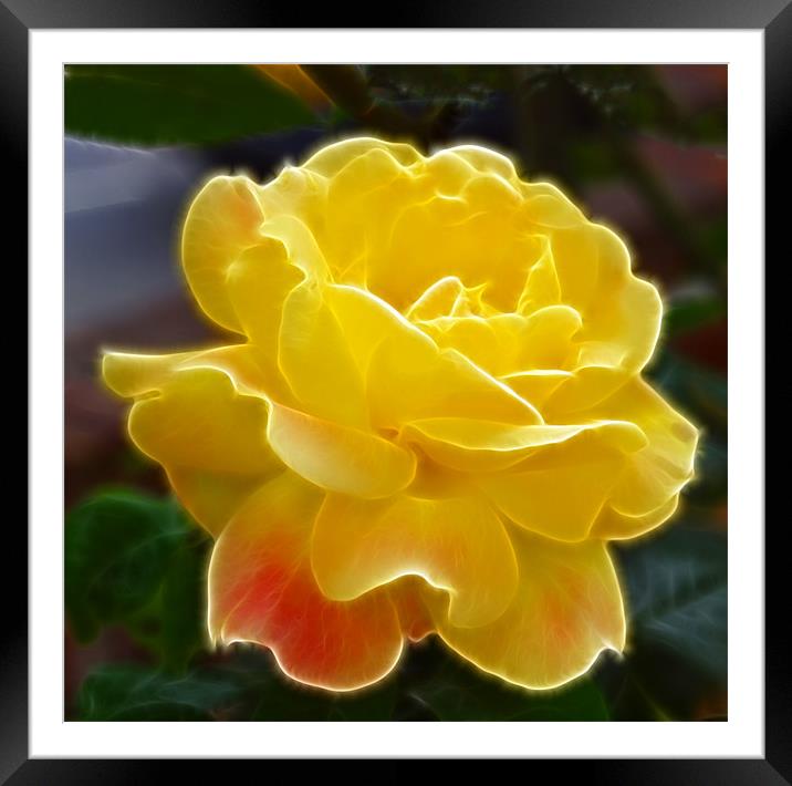 Yellow Rose hint of pink fractals flood Framed Mounted Print by David French