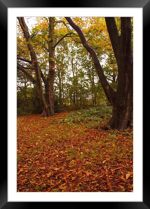 Autumn leafs Framed Mounted Print by David French