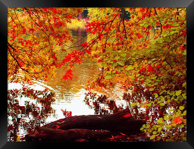Autumn leafs Framed Print by David French