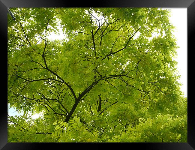 Leaves up above Framed Print by David French