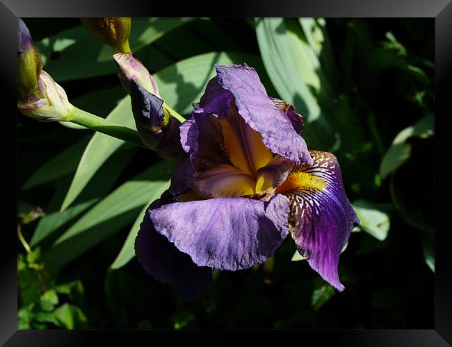 A water Iris Framed Print by David French