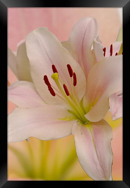 Pink Lily Floral art Framed Print by David French