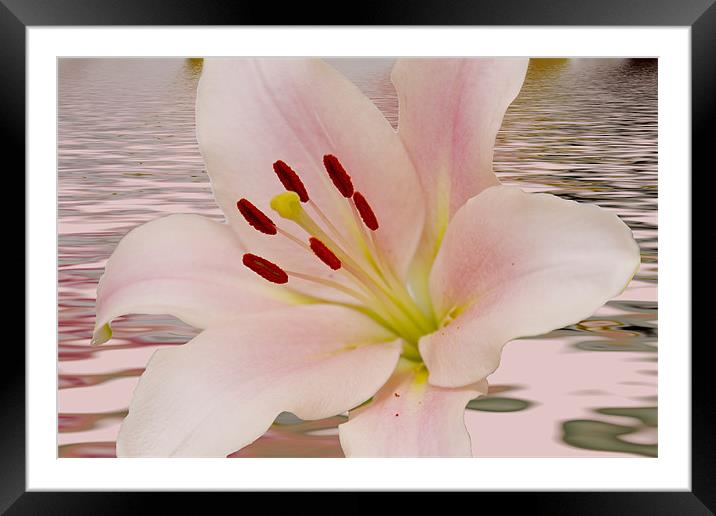 Pink Lily Floral art Framed Mounted Print by David French