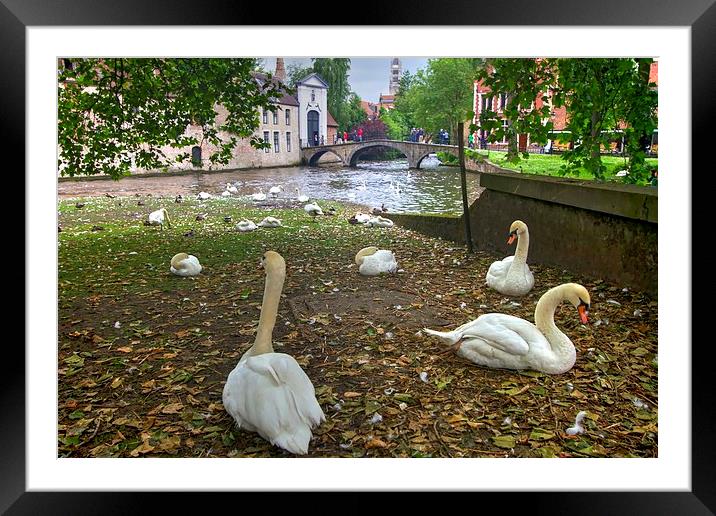 Swans in Bruge Belgium Framed Mounted Print by David French
