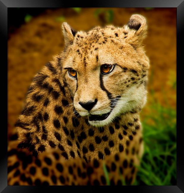  Cheetah Watching Framed Print by David French