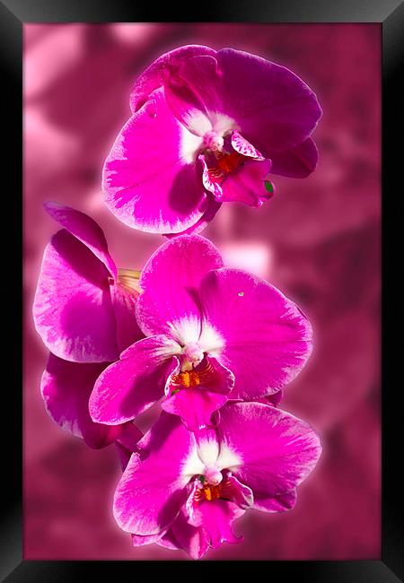 Stunning Orchids Framed Print by David French