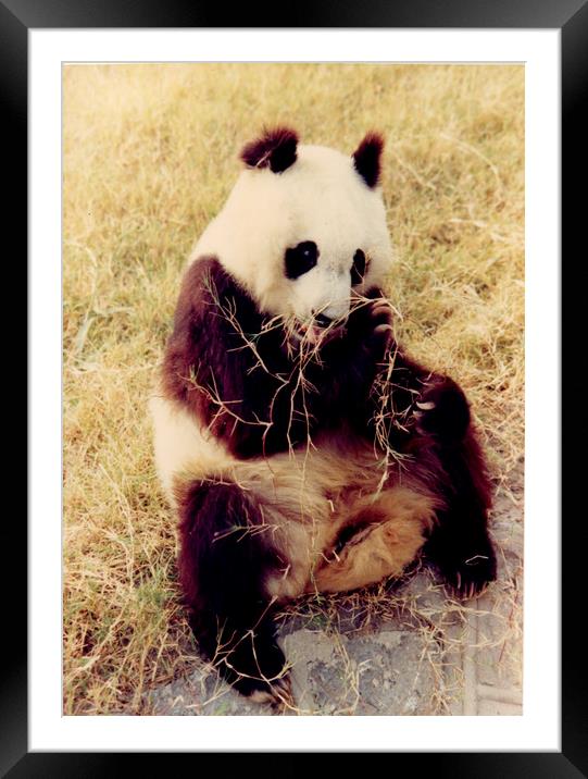 Chinese Giant Panda Framed Mounted Print by David French