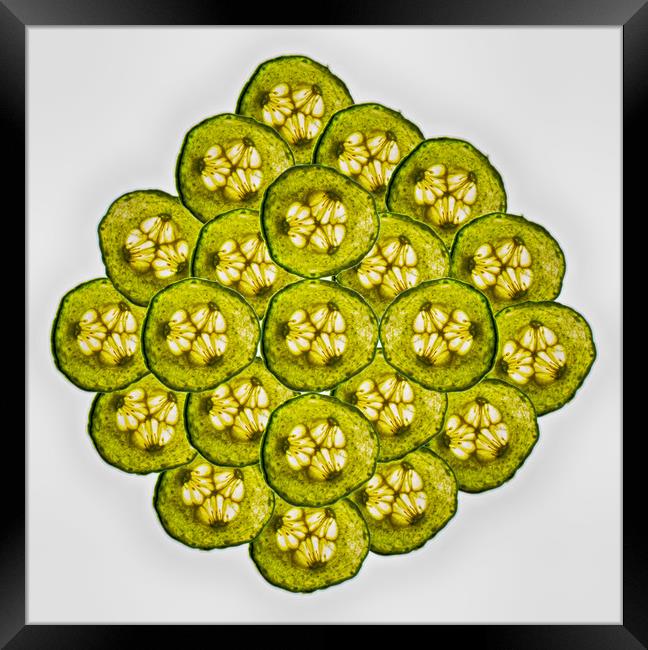 Cucumber Slices Framed Print by David French