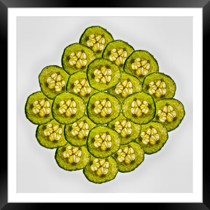 Cucumber Slices Framed Mounted Print by David French