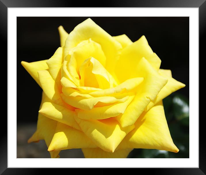 Yellow Rose Framed Mounted Print by David French