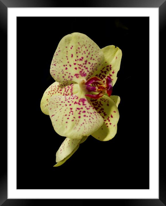 Stunning Orchids Framed Mounted Print by David French