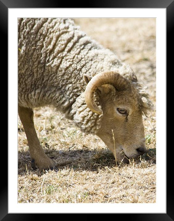 Sheep grazing Framed Mounted Print by David French