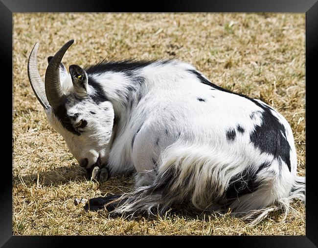 Goat Cleaning Framed Print by David French