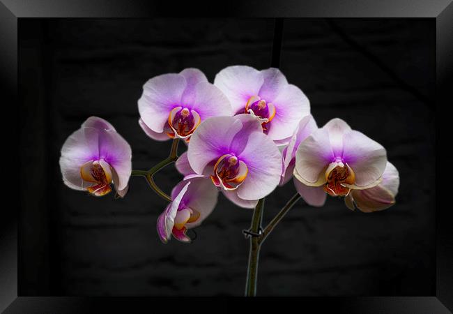 Stunning Pink Orchids Framed Print by David French