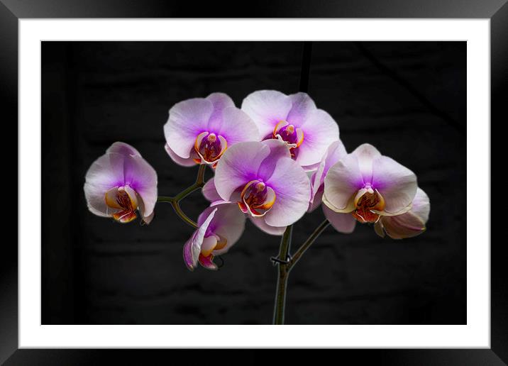 Stunning Pink Orchids Framed Mounted Print by David French