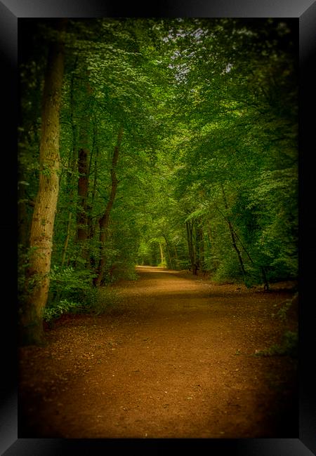 Epping Forest Walk Framed Print by David French