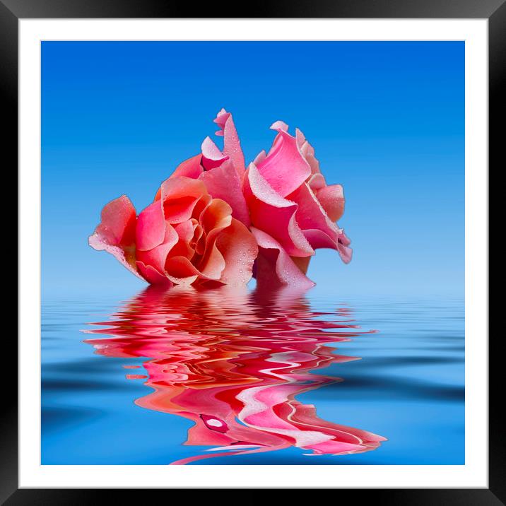 Pink Rose sea plale blue Framed Mounted Print by David French