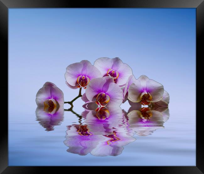 Pink Orchids Blue background Framed Print by David French