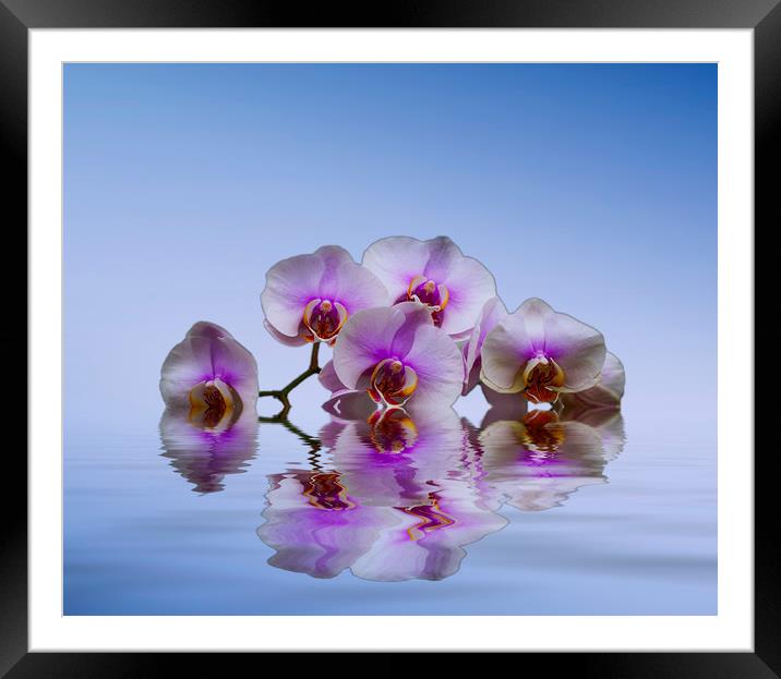Pink Orchids Blue background Framed Mounted Print by David French
