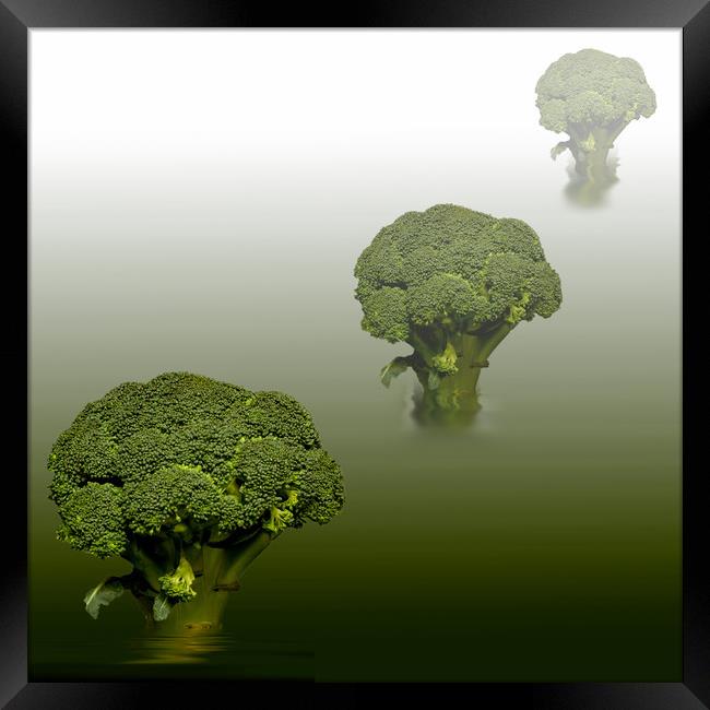 Broccoli Green Veg Framed Print by David French