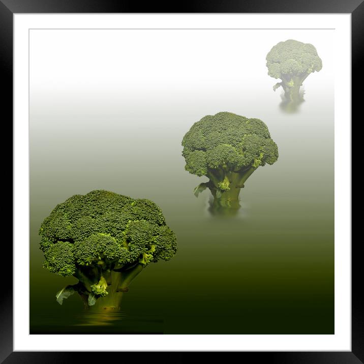 Broccoli Green Veg Framed Mounted Print by David French