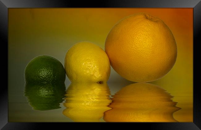 Grapefruit Lemon and Lime Citrus Fruit Framed Print by David French