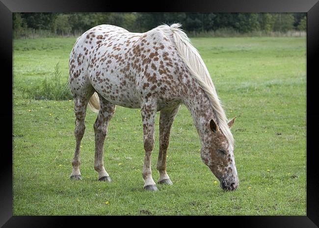 Appaloosa breed horse grazing Framed Print by David French