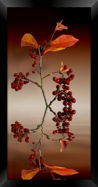 Autumn leafs and red berries Framed Print by David French