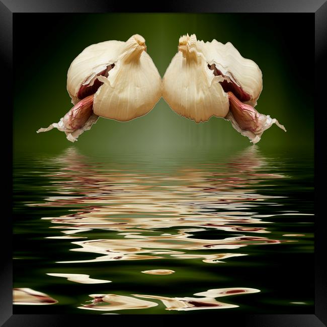 Garlic cloves of Garlic Framed Print by David French