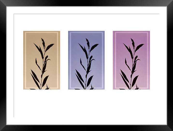 Autumn silhouettes  Leafs , triptych Framed Mounted Print by David French