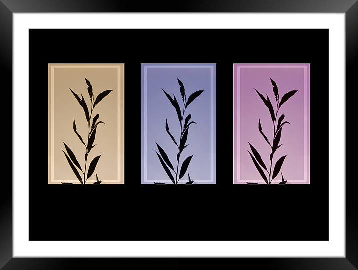 Autumn silhouettes  Leafs , triptych Framed Mounted Print by David French