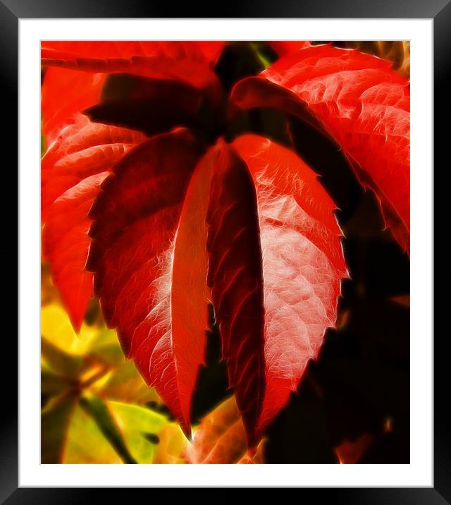 Hanging leaves, Virginia creeper  leaves Framed Mounted Print by David French