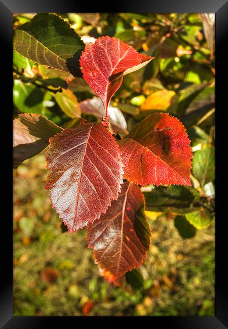 Autumn Leaves Golden red glow Framed Print by David French