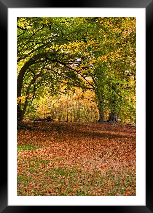 Epping Forest HRD version Framed Mounted Print by David French