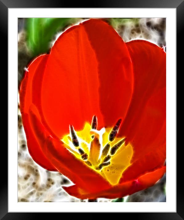 Tulip Fractals Framed Mounted Print by David French