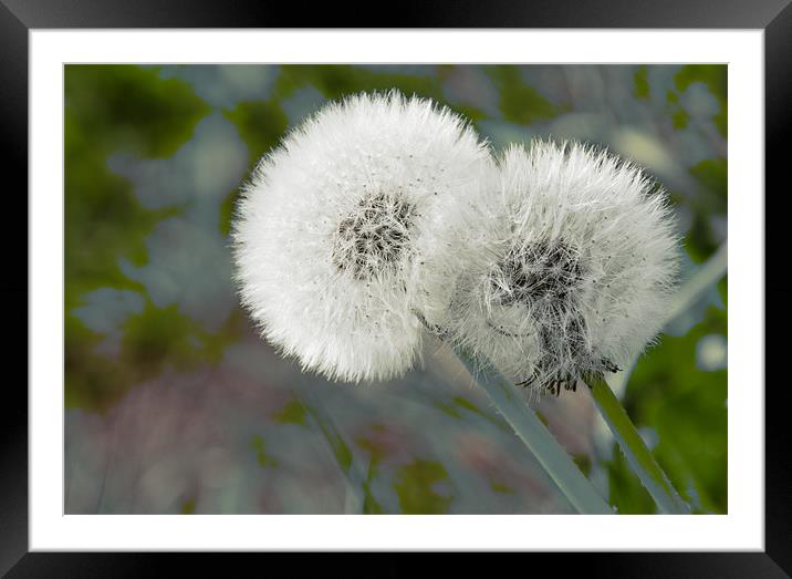 Dandelions Framed Mounted Print by David French