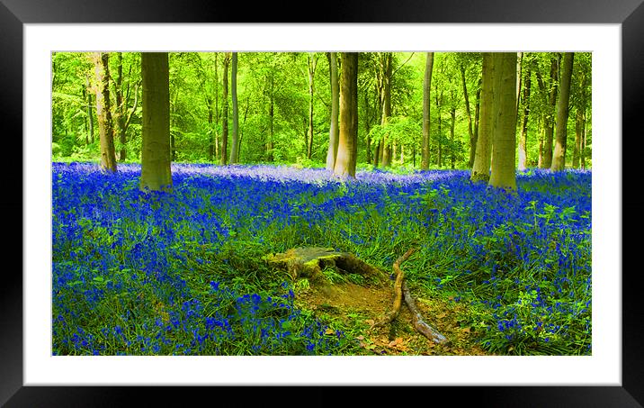 Bluebells HDR Framed Mounted Print by David French
