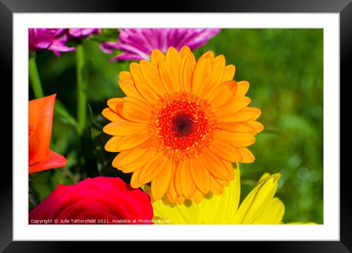 gerbera daisy flower looking vibrant in the sunshi Framed Mounted Print by Julie Tattersfield