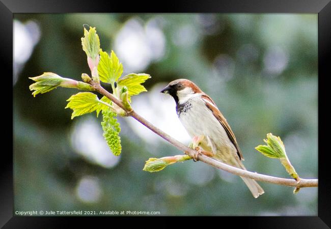 Sparrow enjoying some lunch Framed Print by Julie Tattersfield