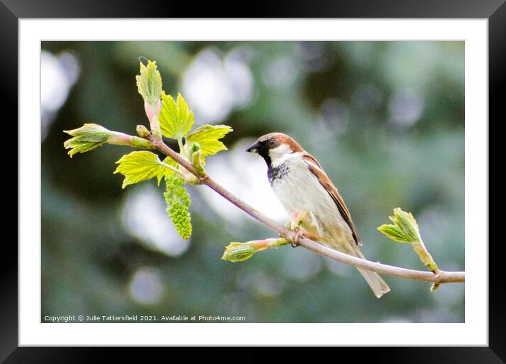 Sparrow enjoying some lunch Framed Mounted Print by Julie Tattersfield