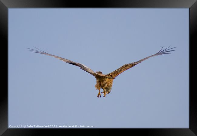 Red kite looking for its next prey Framed Print by Julie Tattersfield